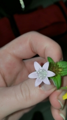 Richardia grandiflora