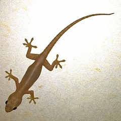 Hemidactylus frenatus