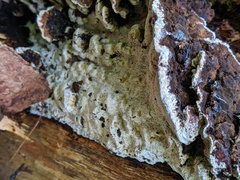 Inonotus glomeratus