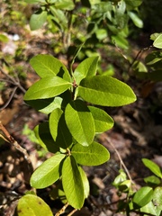 Leucothoe davisiae