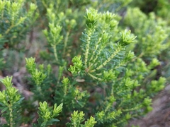 Agathosma stenopetala