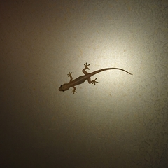 Hemidactylus frenatus