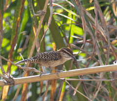 Campylorhynchus rufinucha