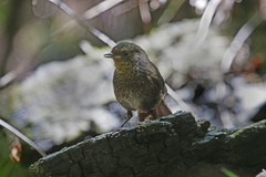 Pycnoptilus floccosus