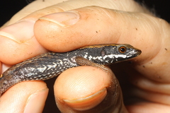 Keel-Bellied Shade Lizard photo 2