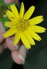 Sphagneticola trilobata