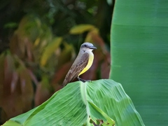 Tyrannus melancholicus