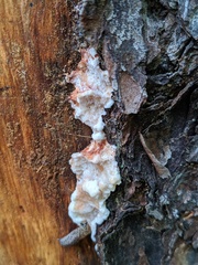 Sarcoporia polyspora