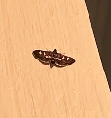 Desmia subdivisalis