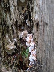 Sarcoporia polyspora