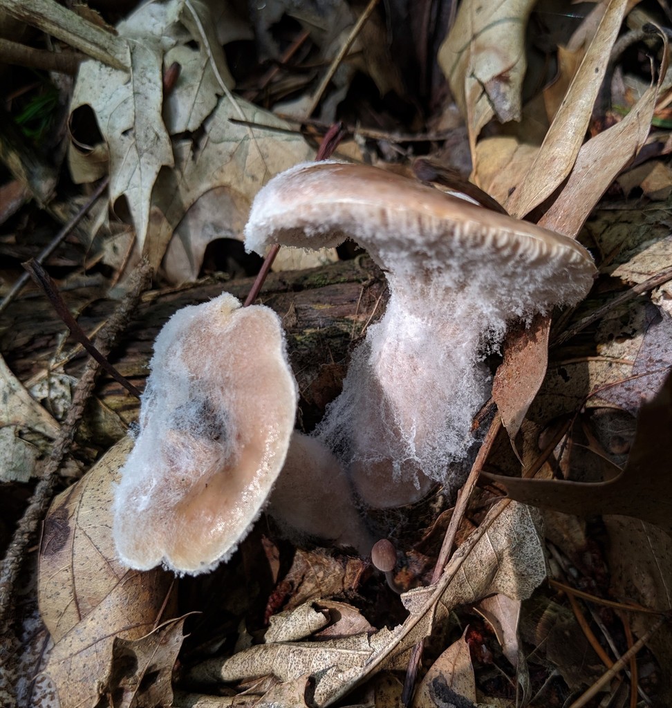 Hypomyces ochraceus