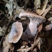 Hypomyces ochraceus - Photo (c) huafang, some rights reserved (CC BY-NC), uploaded by huafang