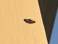 Desmia subdivisalis