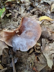 Hypomyces ochraceus