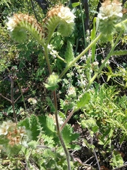 Phacelia malvifolia