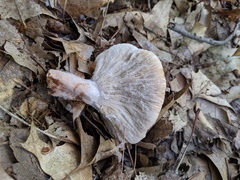 Hypomyces ochraceus