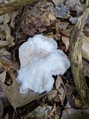 Hypomyces ochraceus