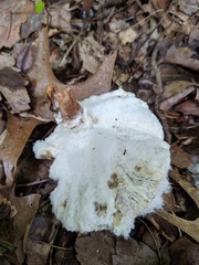 Hypomyces ochraceus