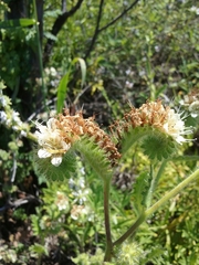 Phacelia malvifolia