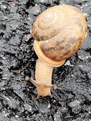 Polygyridae