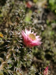 Achyranthemum recurvatum