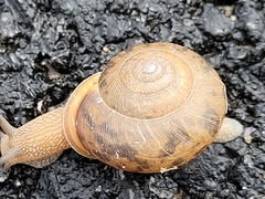 Polygyridae
