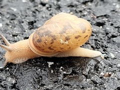 Polygyridae