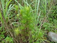 Artemisia capillaris
