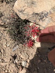 Castilleja scabrida