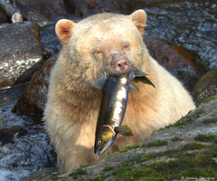 Ursus americanus kermodei