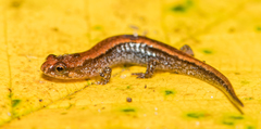 Desmognathus aeneus