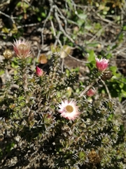 Achyranthemum recurvatum