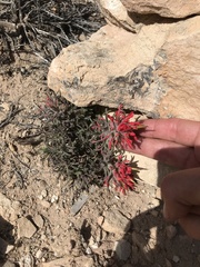 Castilleja scabrida