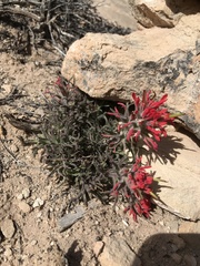 Castilleja scabrida