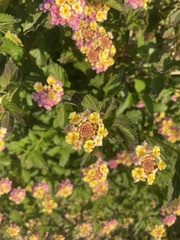 Lantana