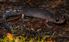 Plethodon shermani