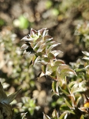 Achyranthemum recurvatum