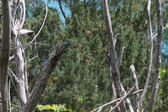 Juniperus bermudiana