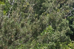 Juniperus bermudiana