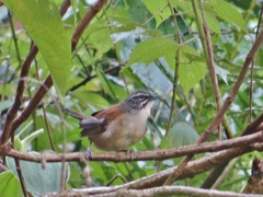 Pheugopedius genibarbis