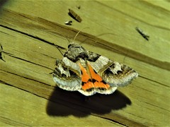 Drasteria ingeniculata