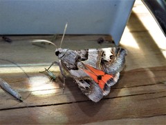 Drasteria ingeniculata