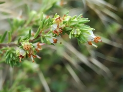 Erica glumiflora