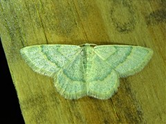 Chlorochlamys appellaria