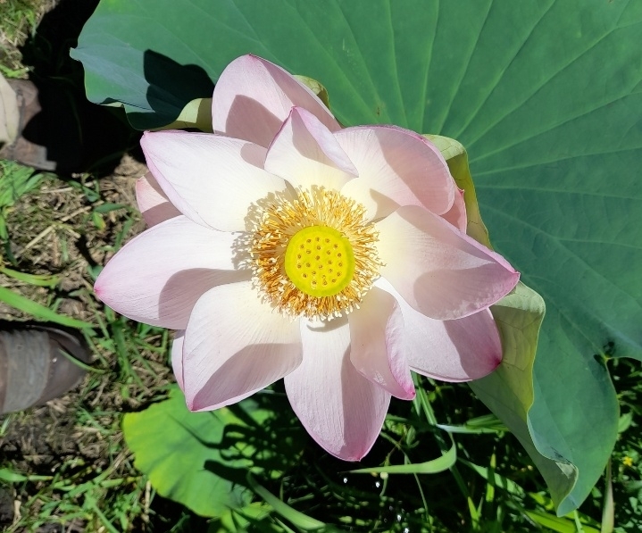 Nelumbo nucifera
