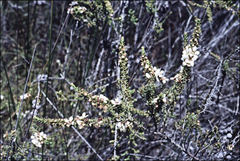 Leptospermum liversidgei