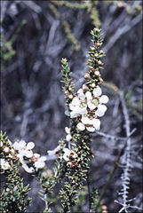 Leptospermum liversidgei