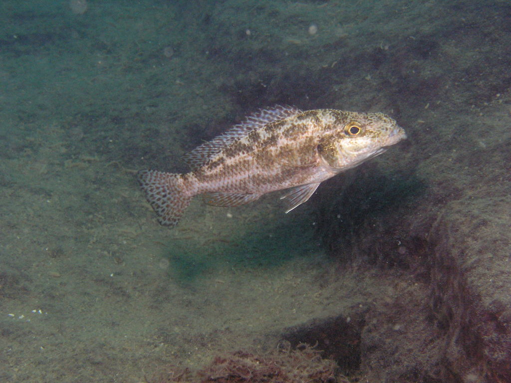 Elephant-Nose Cichlid