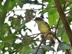 Dysithamnus stictothorax