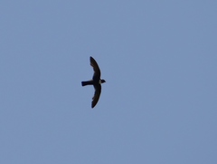 Streptoprocne biscutata